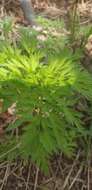 Image of Anthriscus sylvestris subsp. sylvestris