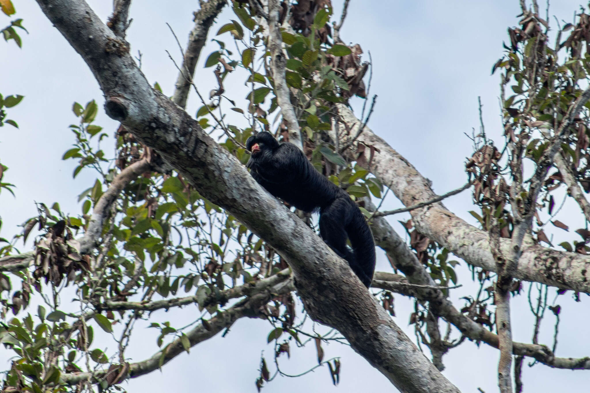 Image of Red-nosed Bearded Saki