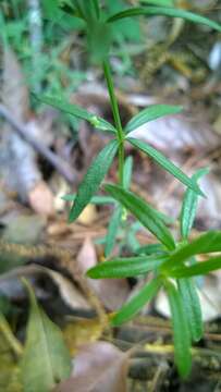 Plancia ëd Galium uniflorum Michx.