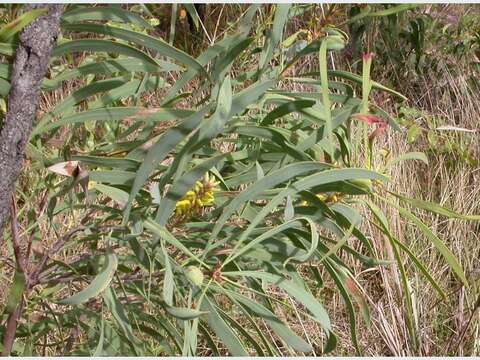 Imagem de Persoonia falcata R. Br.