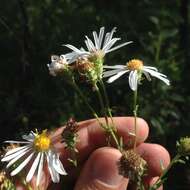 Image de Symphyotrichum trilineatum (Sch. Bip. ex Klatt) G. L. Nesom