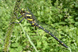 Image of Sombre Goldenring