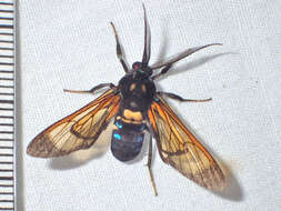 Image of Sarosa lutibasis Hampson 1901