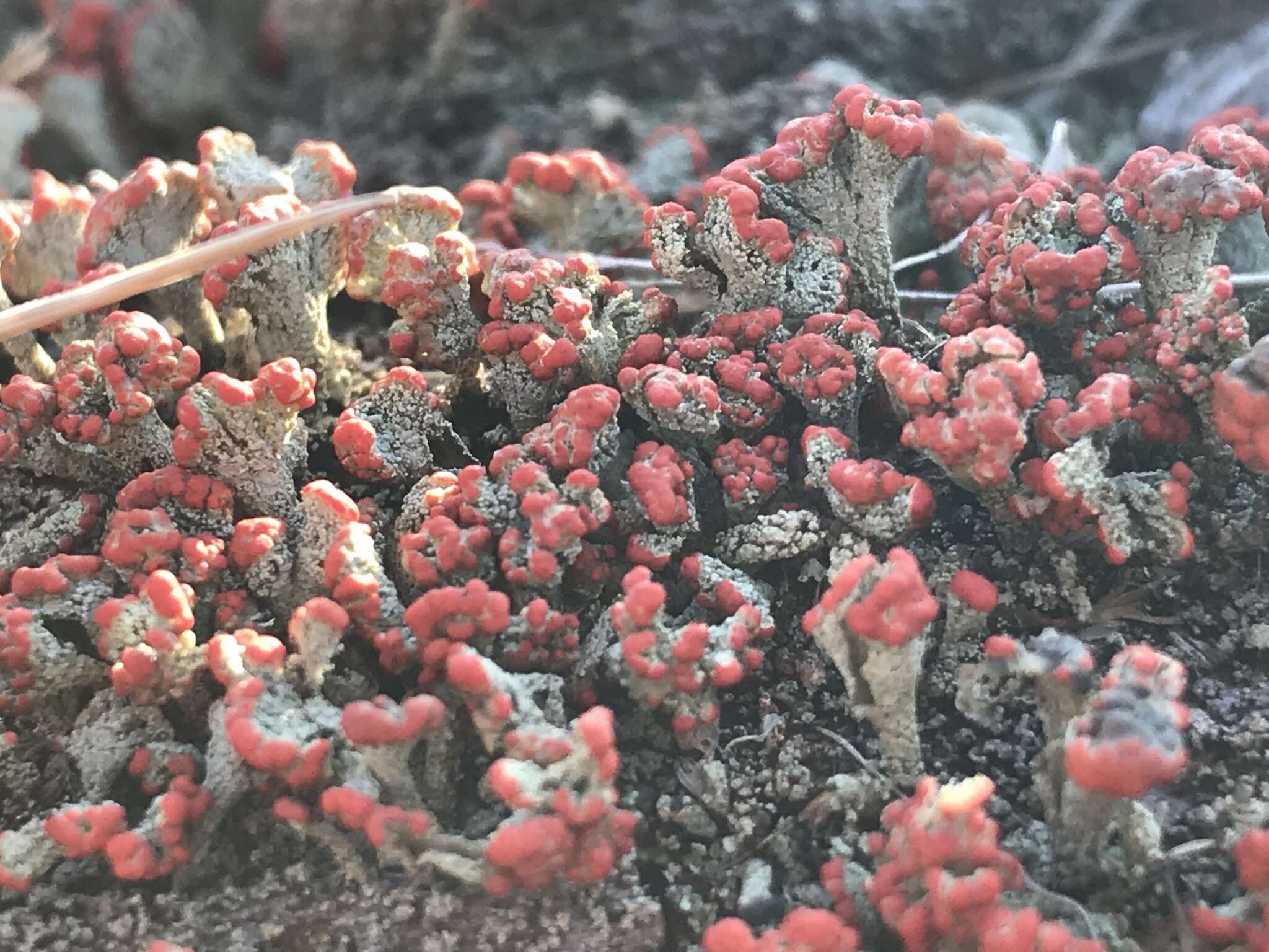 Image of cup lichen