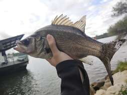 Image of Australian bass