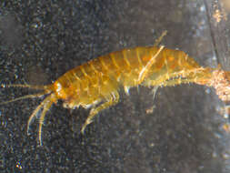 Image of Gammarus elvirae Iannilli & Ruffo 2002