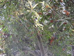 Image of Bonellia macrocarpa subsp. pungens (A. Gray) B. Ståhl & Källersjö