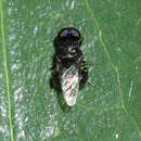 Image of Fly