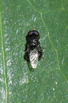 Image of Fly