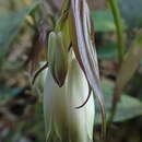 Image de Disporum trabeculatum Gagnep.