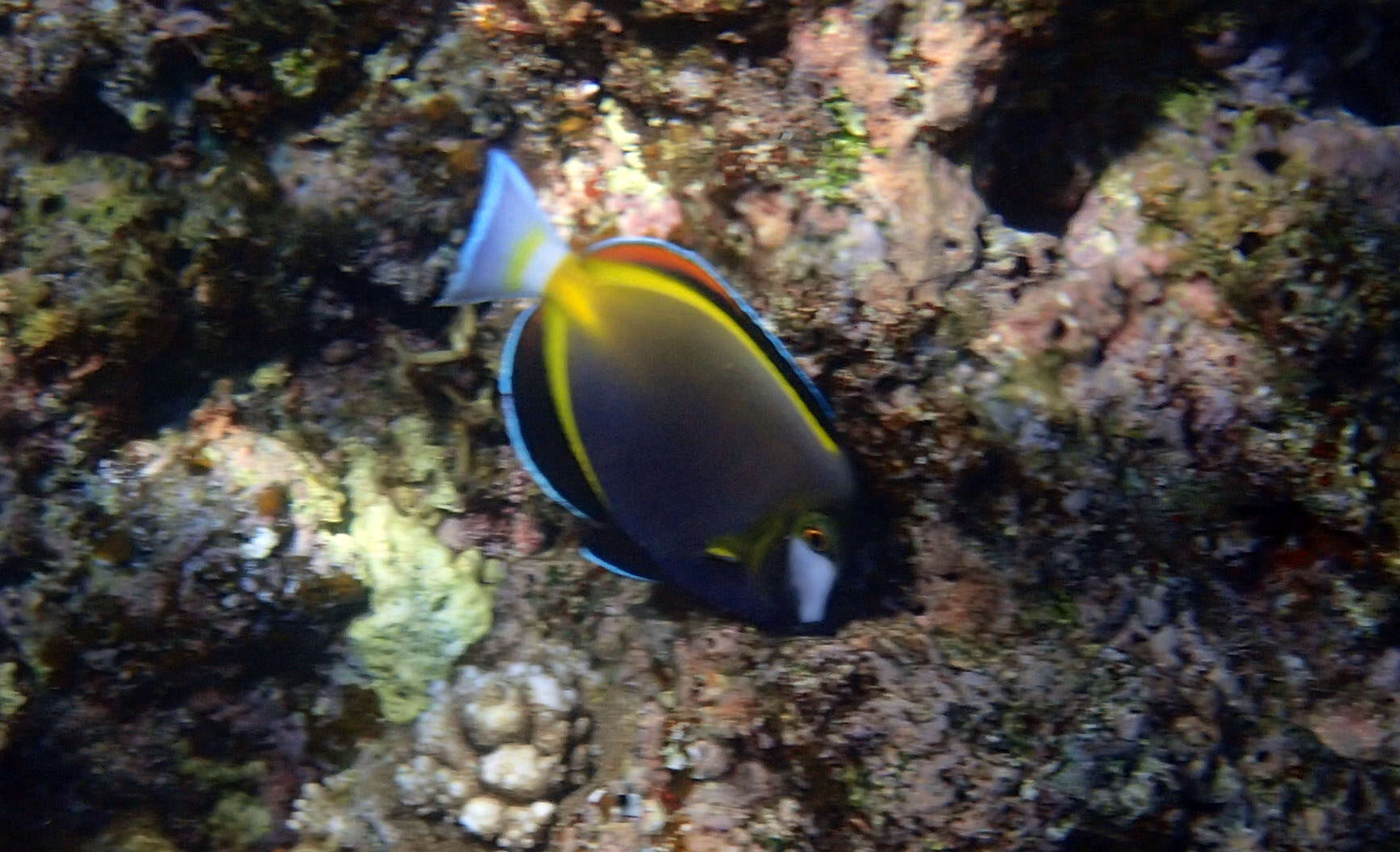 Imagem de Acanthurus japonicus (Schmidt 1931)