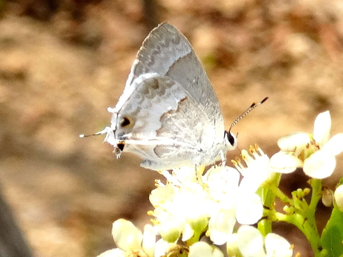 Image of White Scrub-Hairstreak