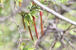 Plancia ëd Caragana rosea Maxim.