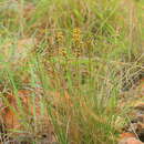 Image of Coleochloa setifera subsp. setifera