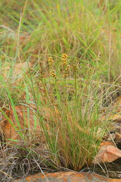 Image of Coleochloa setifera subsp. setifera