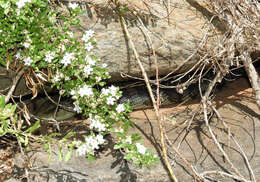 Image of Tiliqua scincoides scincoides (White 1790)