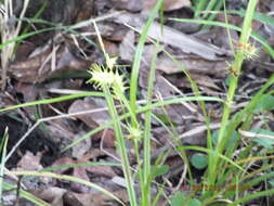 Image de Carex gigantea Rudge