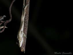 Pseudocalotes microlepis (Boulenger 1888) resmi