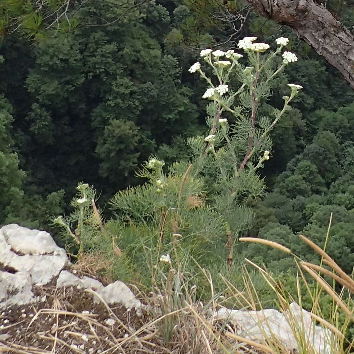 Image of Seseli ponticum Lipsky