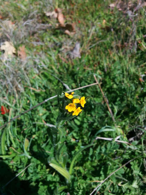 Image of Menzies' fiddleneck