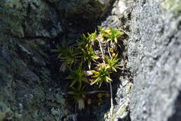 Image of Colobanthus buchananii T. Kirk