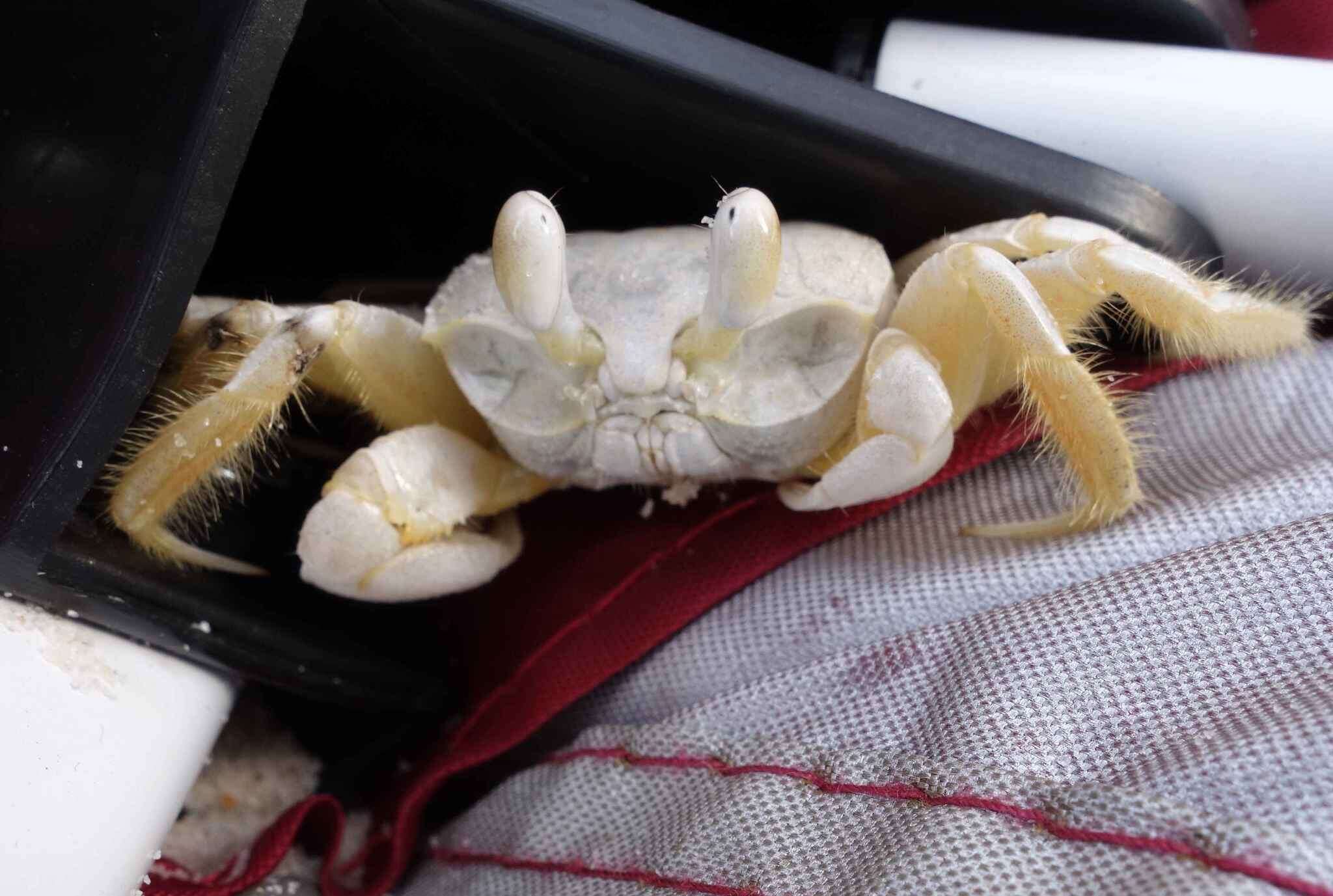 Image of Atlantic Ghost Crab