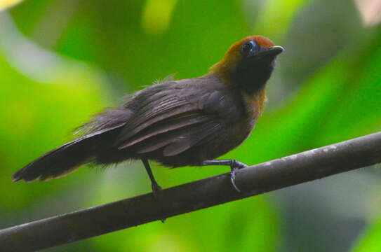 Image of Fluffy-backed Tit-Babbler