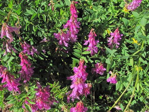 Image of western sweetvetch