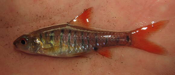 Image of African Banded Barb