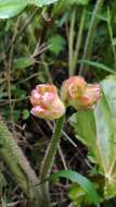 Слика од Begonia manicata Brongn.