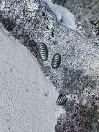 Image of West Indian green chiton