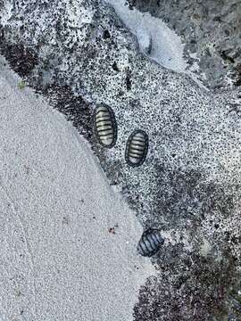 Image of West Indian green chiton