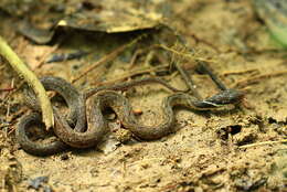 صورة Rhabdophis chrysargos (Schlegel 1837)