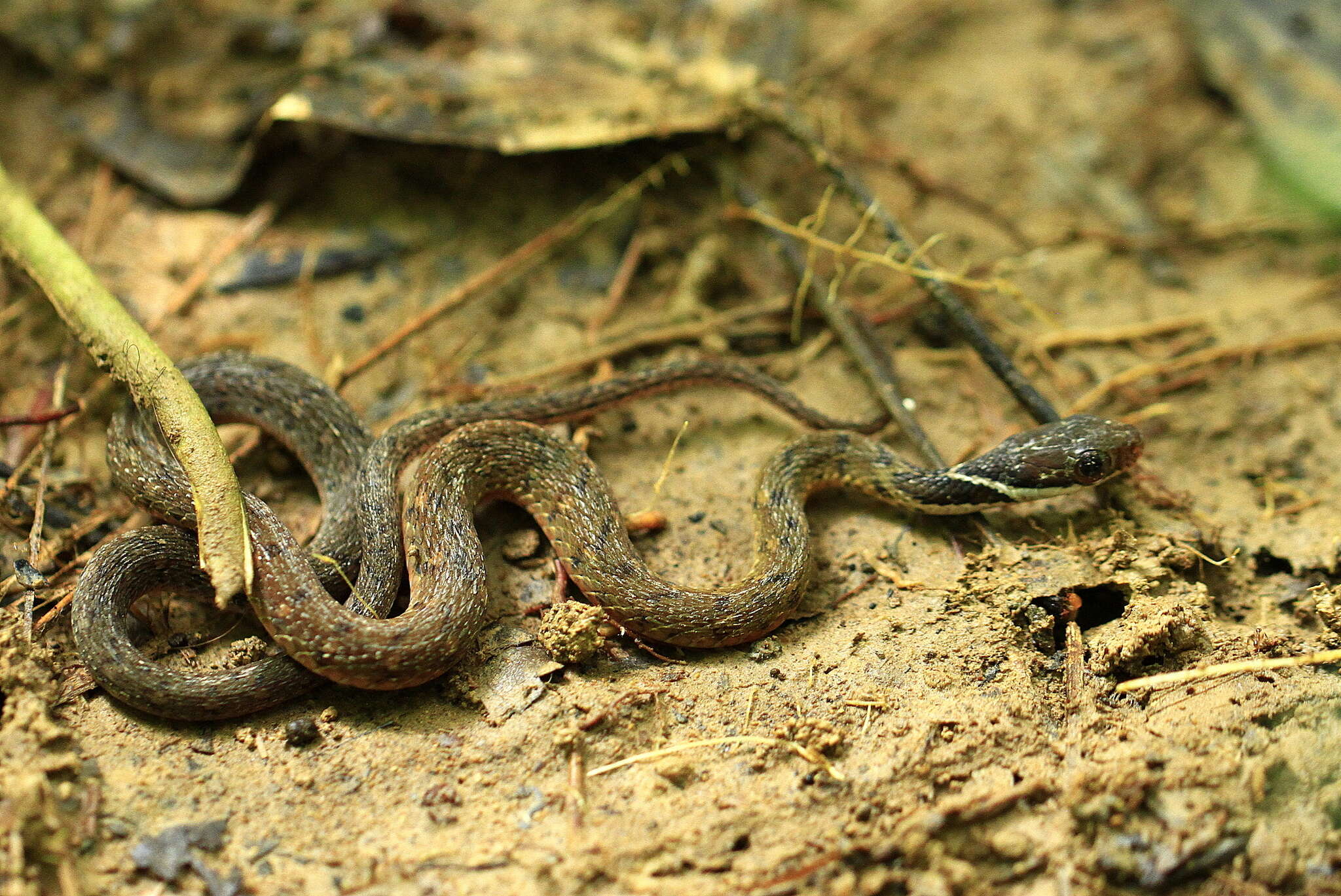 صورة Rhabdophis chrysargos (Schlegel 1837)