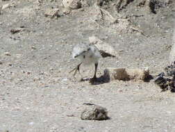 Image of Chestnut-banded Plover