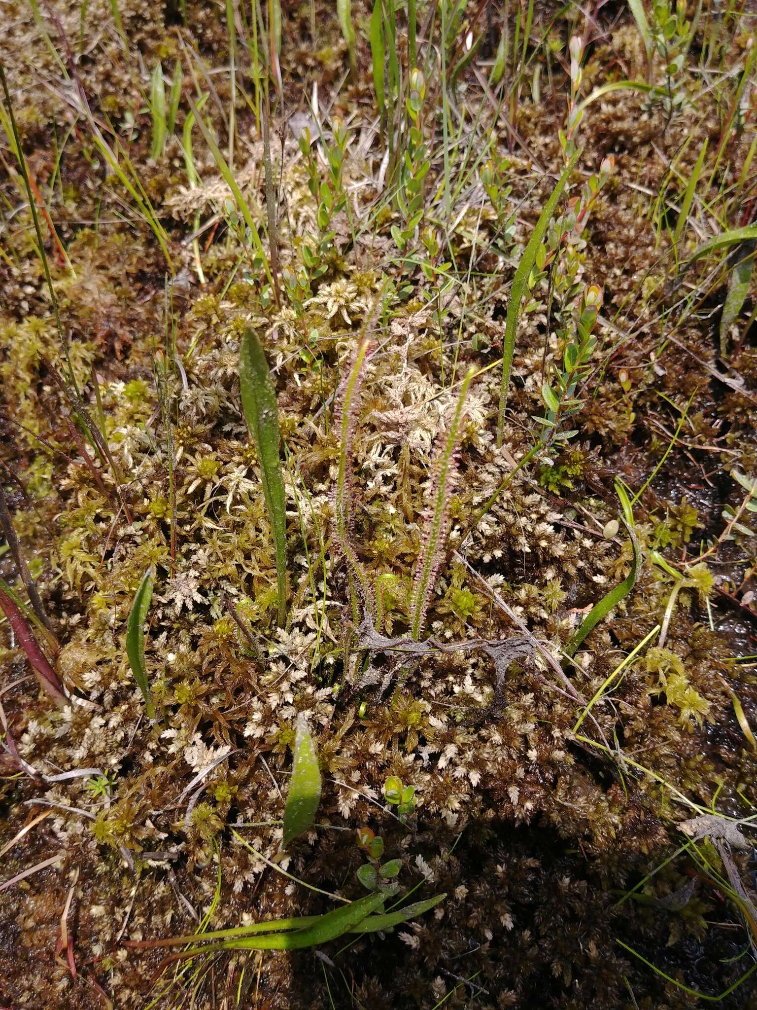 Image de Drosera filiformis Raf.