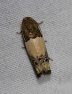 Image of Goldenrod Gall Moth