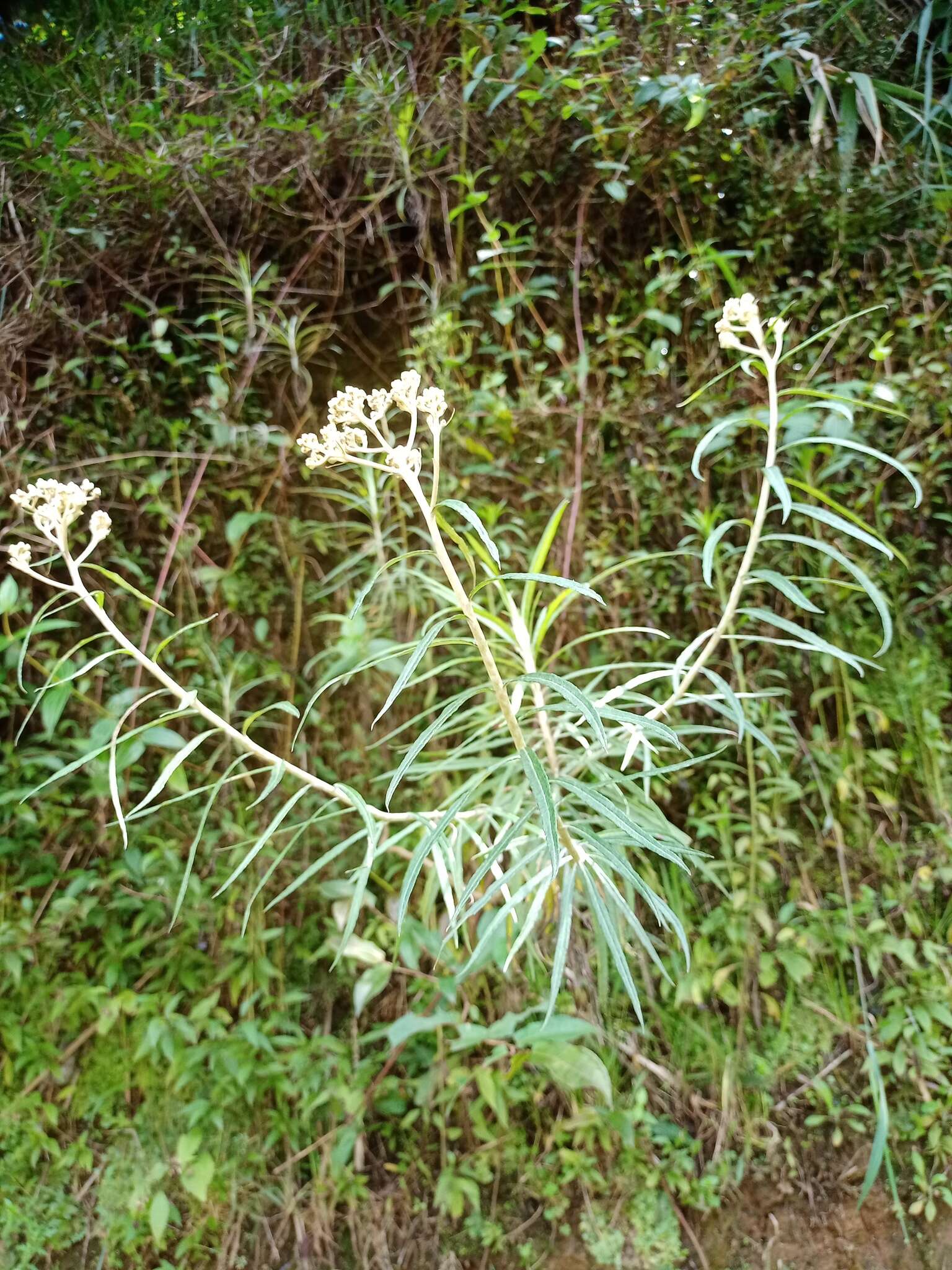 Imagem de Anaphalis longifolia (BI.) DC.