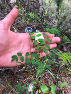 Astragalus robbinsii (Oakes) A. Gray的圖片