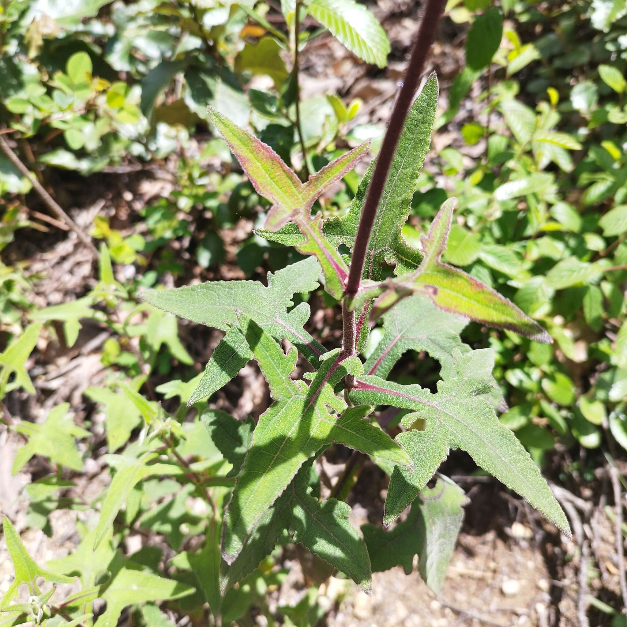 Image of Axiniphyllum scabrum (Zucc.) Blake