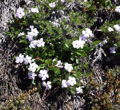 Imagem de Phlox diffusa subsp. longistylis Wherry