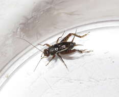 Image of Mormon Ground Cricket