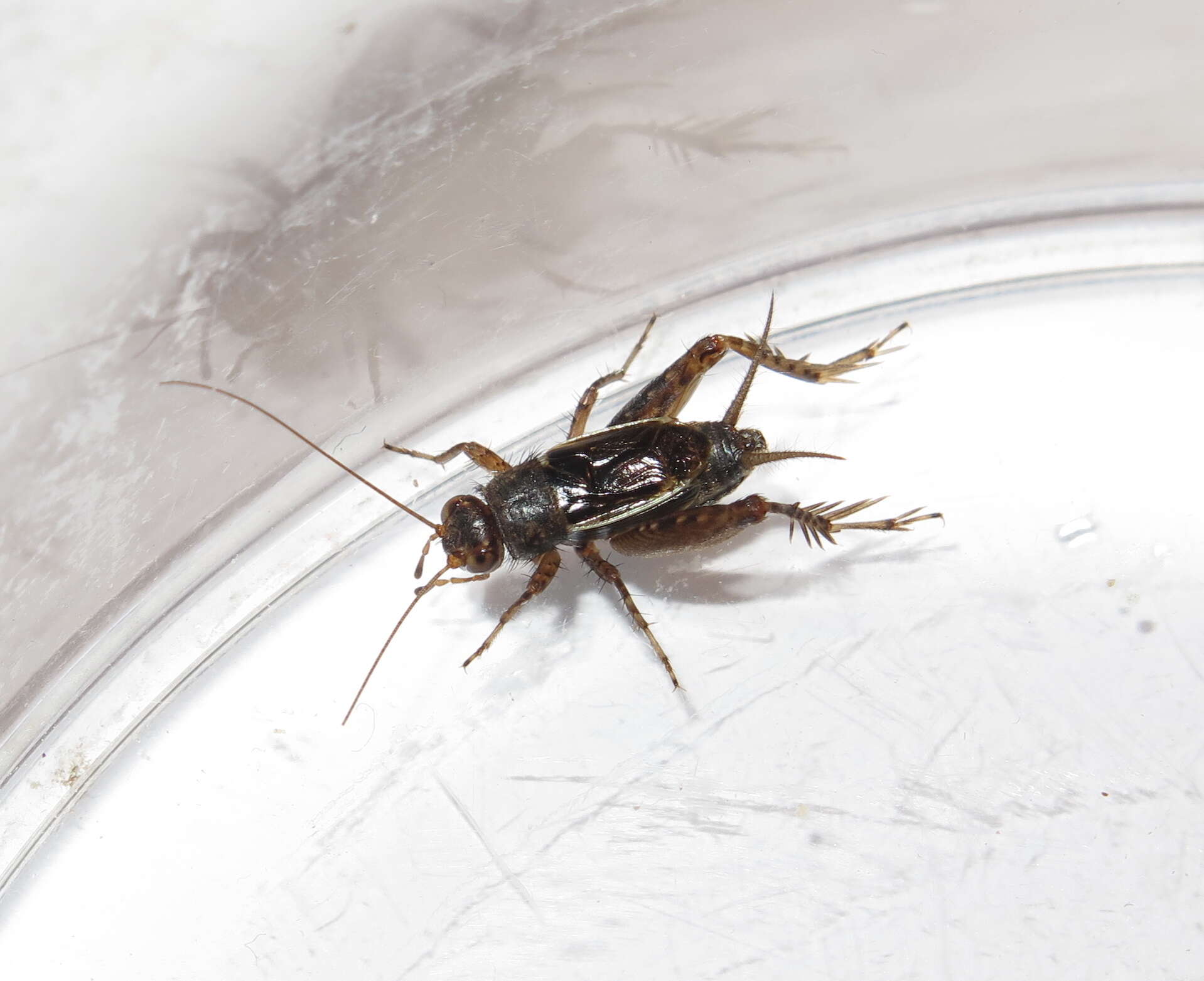 Image of Mormon Ground Cricket