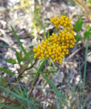 Image of narrowleaf yellowtops