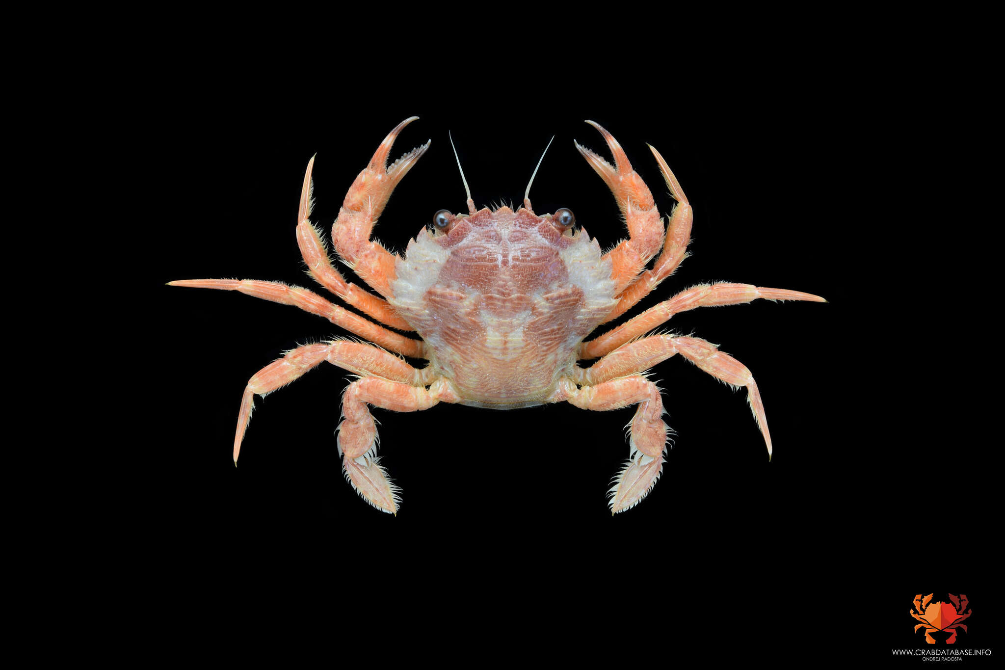 Plancia ëd Liocarcinus corrugatus (Pennant 1777)