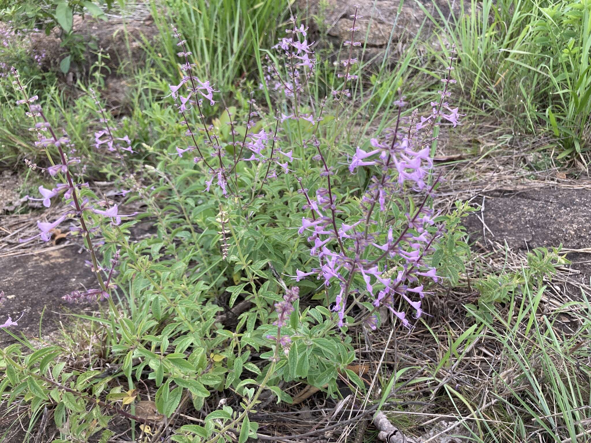 Imagem de Syncolostemon canescens (Gürke) D. F. Otieno