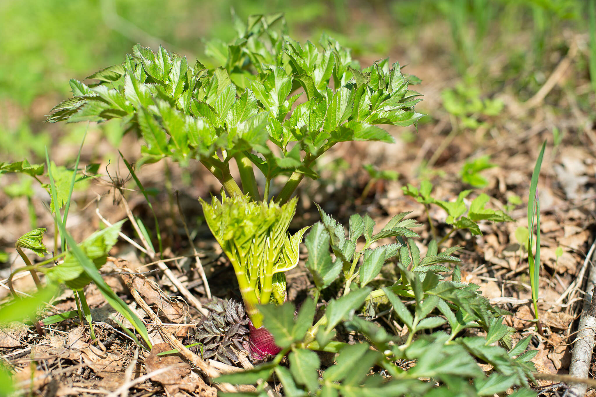 Angelica decurrens (Ledeb.) B. Fedtsch. resmi