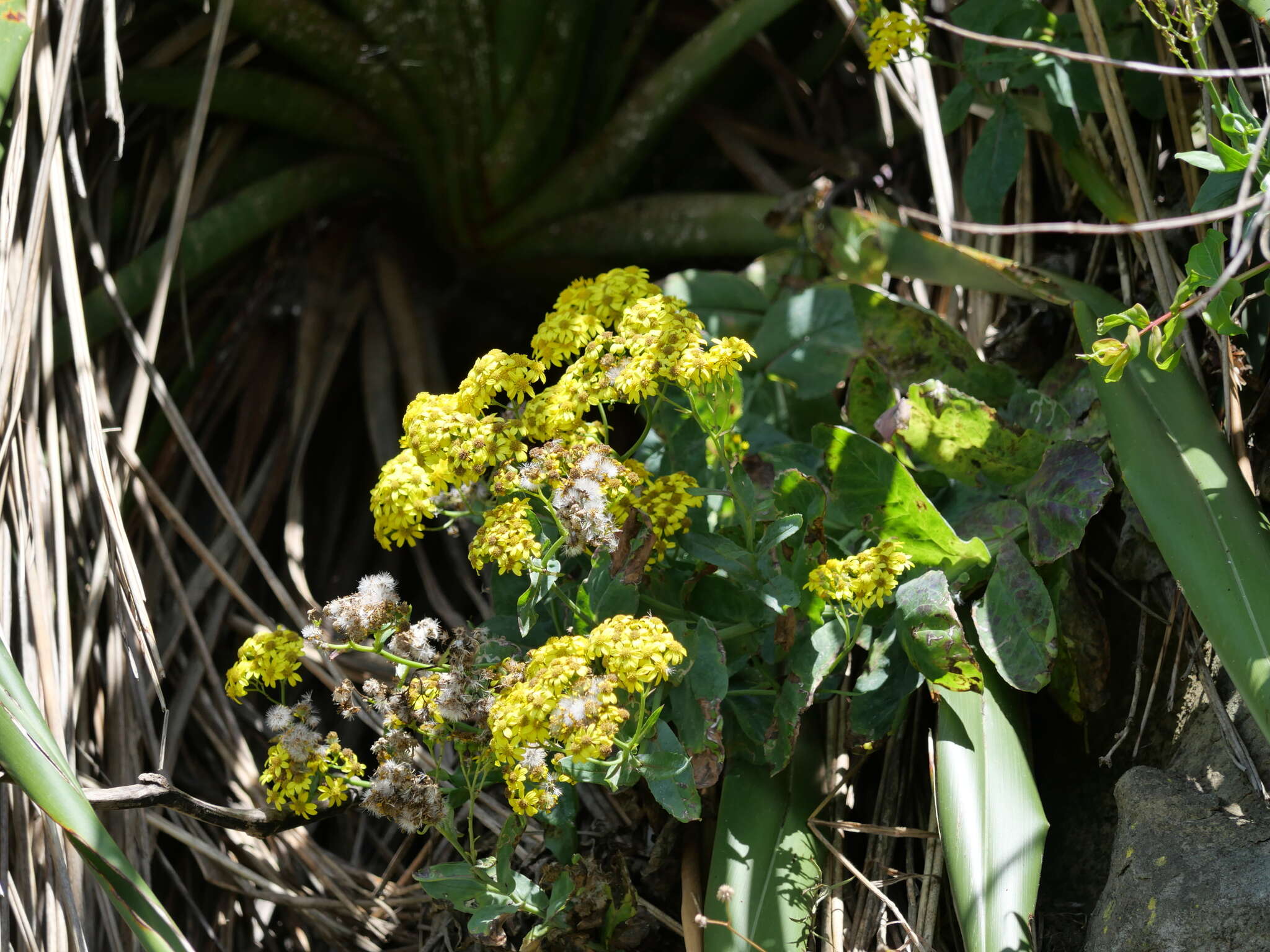 Plancia ëd Senecio banksii Hook. fil.