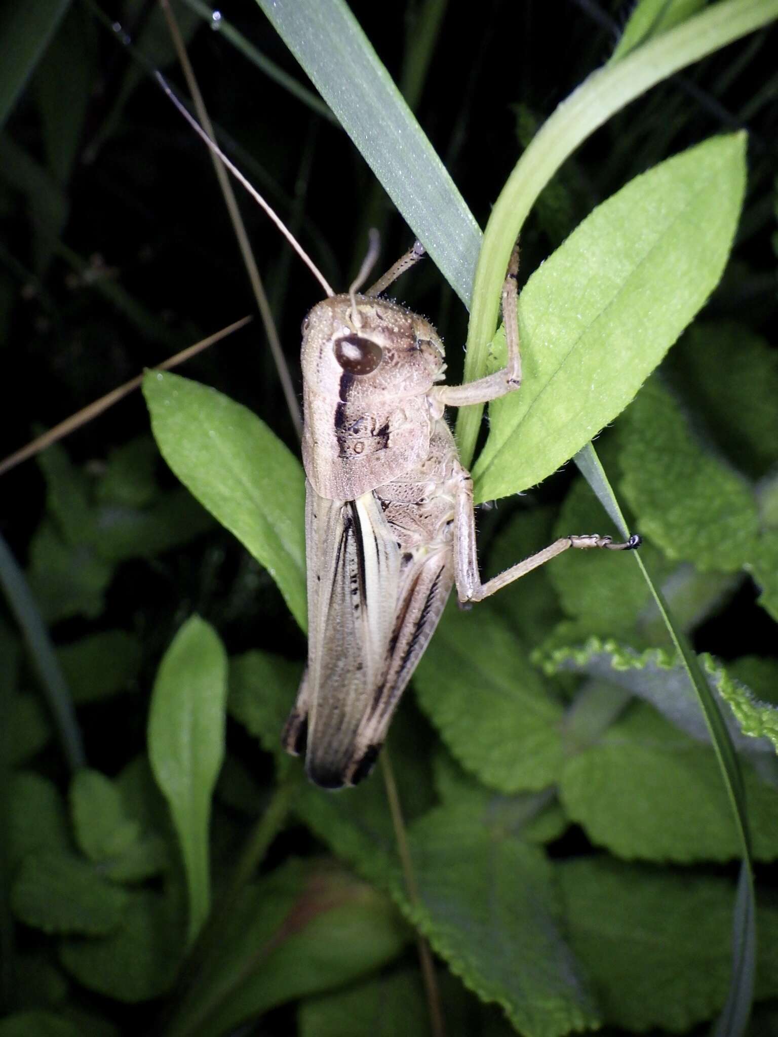 Image of Stethophyma magister (Rehn & J. A. G. 1902)