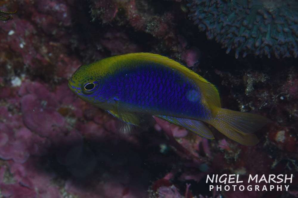 Image of Yellowfin damsel